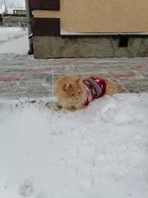 Cute Cat Sweater Costume Winter Warm Pet Clothes Cat Clothing for Cats Katten Kedi Giyim