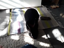 Stone-Chew-Toys Hamster Apple-Tree-Stick Minerals Grinding Chinchilla Rabbit-Teeth Molar