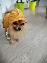 Ropas impermeables para perro para perros pequeños para abrigos lluvia chaqueta chubasquero de cachorro ropa para Chihuahua y Yorkshire productos para mascotas 30S2