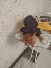 Ropa para perros pequeños ropa de abrigo para perros ropa para cachorros ropa para mascotas para perros grandes sudaderas Chihuahua 45