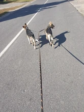 Traction Rope Leash Lead Dog-Cats-Supplies Pet-Dog Nylon Walking for Two-Dogs-Collar