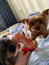 Hueso de carne forma de perro de mascota Squeaker Juguetes Para masticable para perros cachorro gato juguete accesorios de mascotas interesante Zabawki Dla Psa Kedi Malzemeleri