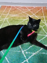 Collar ajustable para mascotas y gatos conjunto de Correa y arnés para gatos y perros, mascotas pequeñas, arcoiris de nailon, conejo, correa para perros Katten Halsband