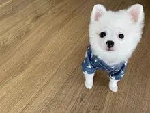 Cute Print Small Dog Hoodie Coat Winter Warm Pet Clothes for Chihuahua Shih Tzu Sweatshirt