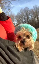 Puppy-Carrier-Bag Sling Black Single-Shoulder Medium-Size Top-Quality Pet-Dog-Cat Cotton