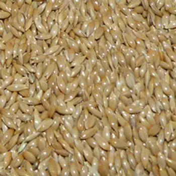 

ALPISTE CANADA 300 GR in bulk