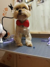 Bozal transpirable Para perros y gatos, mascarilla antimordeduras, máscara Para la boca Para gatitos y mascotas, bozal Para limpieza de baños de gatos, herramienta Para Gat