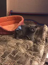 Pet-Physiological-Pants Underwear Diapers Dog Washable Female Short Puppy for Small Doggie