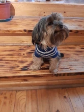 Dog Winter Sweater Pet-Dog Puppy-Cat Knitted Chihuahua for Small Clothing Ropa-Perro