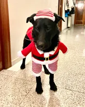 Costume Cat Jacket Christmas Dogs Small Santa-Claus Winter Large for Funny Dog-Coat Warm