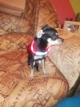 Pet-Supplies Leash Dog-Accessories Led-Collar Flashing Small Dog Night-Safety Rechargeable