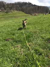 Pocket-Pouch Poop-Bag-Dispenser Treat-Bag Dummy Truelove-Feed Dog Training Dog-Toys Reflective