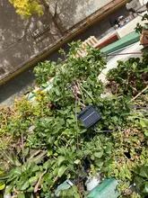 Solar-Light Garland Outdoor-Lamp Holiday Christmas-Party Garden Waterproof LED for 42/52M