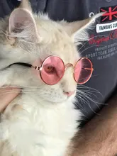 Productos para mascotas encantador redondo Vintage gato gafas de sol reflejo ojo gafas para perro pequeño gato accesorios fotos de mascotas accesorios