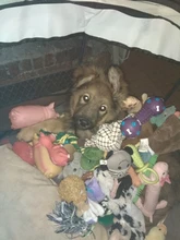 Perros-House Bed-Tent Playpen Puppy Dog-Cage Pet-Dog Cats Dogs Foldable Small 