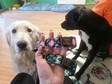 Collar de nailon personalizado para perros pequeños, medianos y grandes, con estampado colorido, correa para caminar