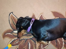 Collar Pet-Products Puppy Engraved French Bulldog Small Dogs Custom Personalized Pug