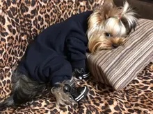 4 unids/set zapatos para perros de invierno de perro caliente botas de nieve zapatos de cuero de la PU para perros pequeños perros Chihuahua impermeable antideslizante cachorro para mascotas zapatos