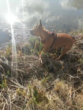 Truelove Front Nylon Dog Harness No Pull Vest Soft Adjustable Safety Harness For Dog