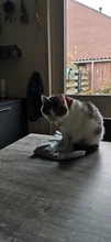 New Catnip Toy, Huggie the Gray Mouse, Fun Cat Toy with Real Catnip Inside