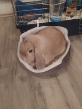 Pet-Bed House Kennel Guinea-Pig Rabbit Home Blanket Kitten Small for Dogs Soft Cats