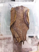 20 piezas/58g Natural Terminalia Catappa hojas de acuario decoración pecera Herramientas de limpieza tratamiento de agua accesorios de acuario