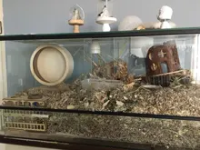 Hamster Maze Wooden Tube Tunnel Cage Seesaw House Swing Small Animals Pet Interactive