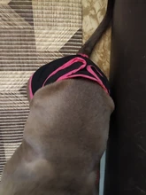 Pet-Physiological-Pants Underwear Diapers Dog Washable Female Short Puppy for Small Doggie