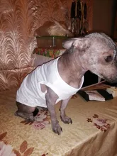 Camiseta de DIY estampado de Color sólido para perro, ropa fina y cómoda