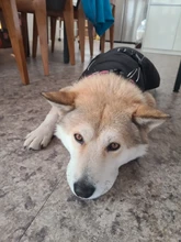 Jackets Dog-Coats Outdoor Winter Pet-Dog Dogs Large Medium for Warm Clothing Kurtka Ubranka