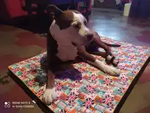 Cama grande para perro, colchoneta de espuma viscoelástica, transpirable, colchón ortopédico de fondo Oxford, para mascota mediana grande pequeña