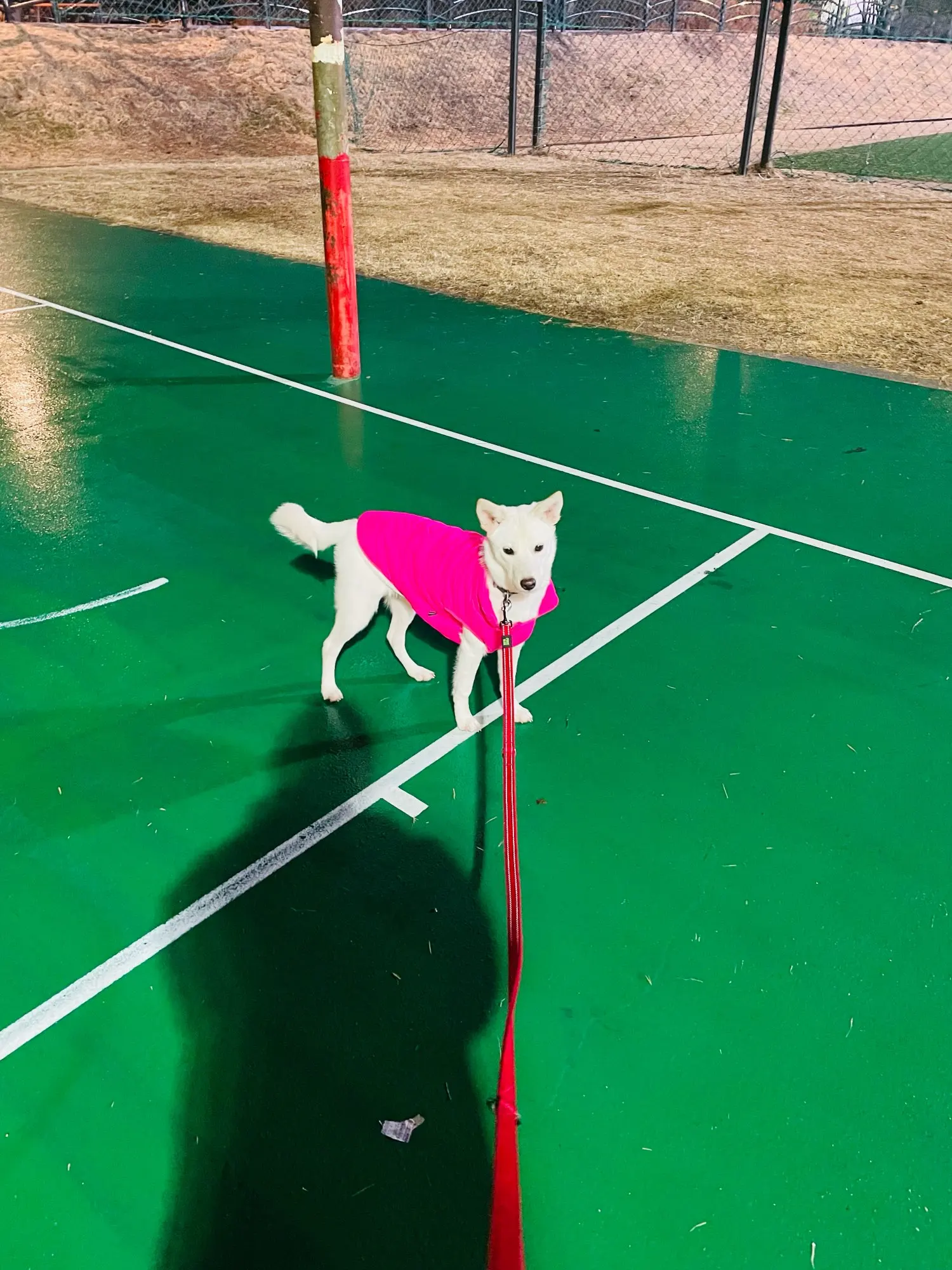 Winter Coat For Dogs photo review