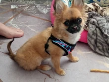 Arnés de nailon para perros y gatos, chaleco con estampado para cachorros de tamaño pequeño y medio, Bulldog Francés y Chihuahua