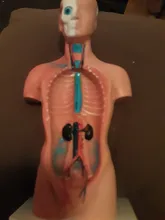 Torso humano cuerpo modelo de anatomía, anatómico médico los órganos internos para la enseñanza Dropshipping. Exclusivo.