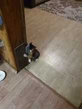 Massage-Comb Brush Self-Grooming-Brush Corner Cat Dogs/cats 