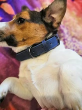 Collar Pet-Products Puppy Engraved French Bulldog Small Dogs Custom Personalized Pug