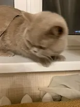 Arnés y correa para cachorros y gatitos, cinturón de tracción ajustable para animales, cuello Halter para gatos y gatitos, sin cartón