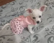 Cat Dress Shirt Summer Pet-Puppy Spring Small Dog Stars-Design Bow 2-Colours Apparel