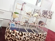 Juguete de percha para pájaros de colores, cuerda de tela de algodón para loros, lámpara tipo jaula para Bar, soporte en espiral con campana, suministros para pájaros, juguete para mascotas, novedad