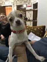 DIY Bling Personalized Dog Collar Rhinestones Leather Free Name Small Medium Pet