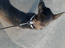 Collar de perro ajustable productos para mascotas Collar para perro arnés correa de liberación rápida Rhinestone Bling de cuero de la PU 1 PC