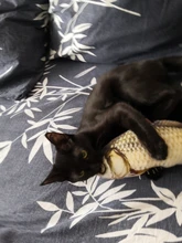 Doll-Pillow Cat-Toy Cat Mint Simulation-Fish Grass-Carp Funny New Pet-Molar