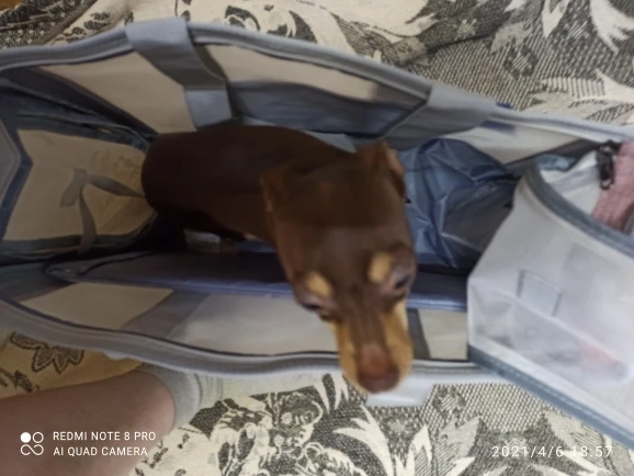 DogMEGA Dog Tote Bag | Small Dog Tote Bag | Dog Travel Tote photo review