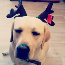 Hat Puppy-Festival-Accessories Party-Product Pet-Headband Hair-Hoop Dog Cat Cosplay Christmas