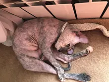 Pet-Collars-Products Puppy Dog-Collar Rhinestone Bling Princess Cute M Cat Small