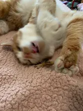 Hierba gatera Natural palo gato de limpieza de dientes Molar dientes con Silvervine Actinidia de palillos de gato para aperitivo Gato de limpieza