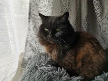 Cat-Mat Sofa Kennel Sleeping-Bag Dog-Cushion Pet-House Kitty Comfortable Round Plush