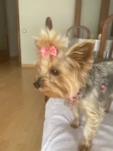 PipiFren para perros pequeños arcos del pelo para accesorios de mascotas suministros Clips Yorkshire moños de acicalamiento accesorio pour chien petite taille