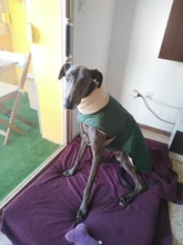 Jacket Clothing Coat Greyhound Waterproof Dog Dogs Large Super-Warm Medium Thick 