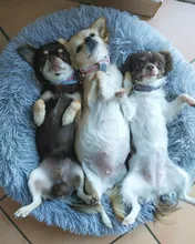 FortyLions-Cama larga de felpa para perros y gatos, cojín largo de felpa super suave y esponjoso para mascotas, cómoda para casa